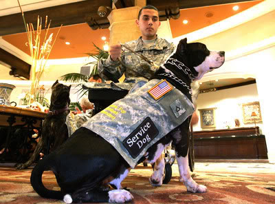 can pitbulls be service dogs can a pit bull be a service can pitbulls be service dogs can a pit bull be a service