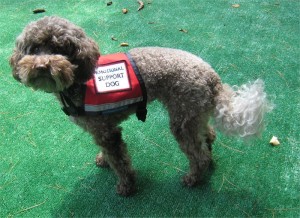 emotional support dog service animals