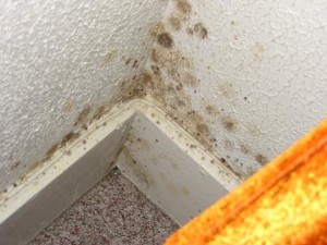 Bathroom mold